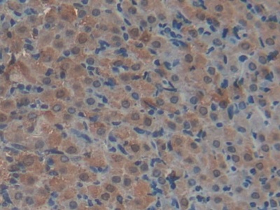 Polyclonal Antibody to Coagulation Factor II (F2)