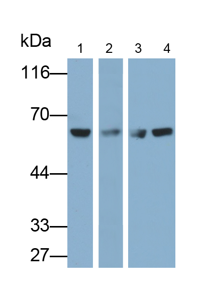 Polyclonal Antibody to Heat Shock Protein 60 (Hsp60)