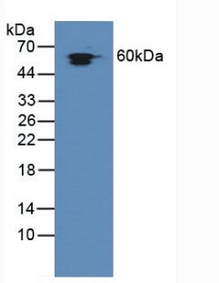 Polyclonal Antibody to Heat Shock Protein 60 (Hsp60)