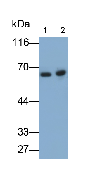 Polyclonal Antibody to Heat Shock Protein 60 (Hsp60)