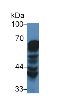 Polyclonal Antibody to Heat Shock Protein 60 (Hsp60)