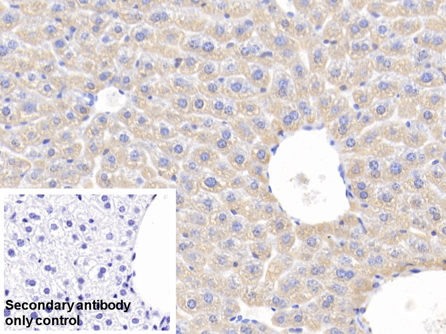 Polyclonal Antibody to Heat Shock Protein 60 (Hsp60)