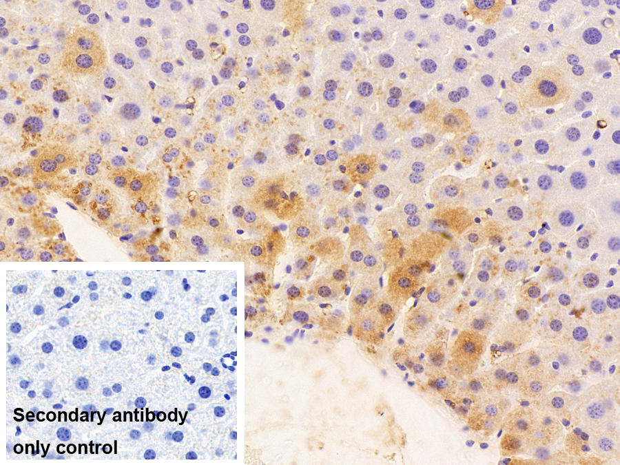 Polyclonal Antibody to Heat Shock Protein 90kDa Beta 1 (HSP90b1)