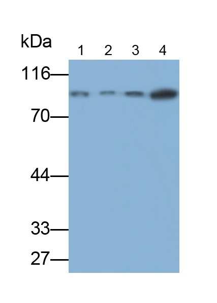 Polyclonal Antibody to Heat Shock Protein 90kDa Beta 1 (HSP90b1)