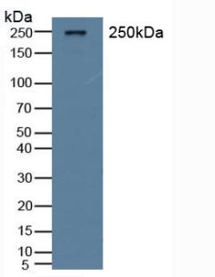 Polyclonal Antibody to Von Willebrand Factor (vWF)