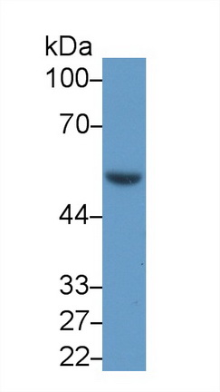 Polyclonal Antibody to Coagulation Factor X (F10)