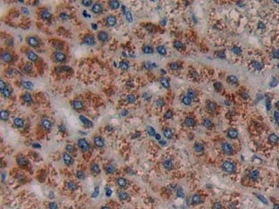 Polyclonal Antibody to Corticotropin Releasing Factor (CRF)