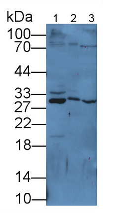 Polyclonal Antibody to Corticotropin Releasing Factor (CRF)