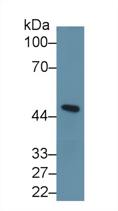 Polyclonal Antibody to Inhibin Beta A (INHbA)