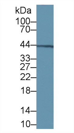 Polyclonal Antibody to Von Willebrand Factor A Domain Containing Protein 1 (vWA1)