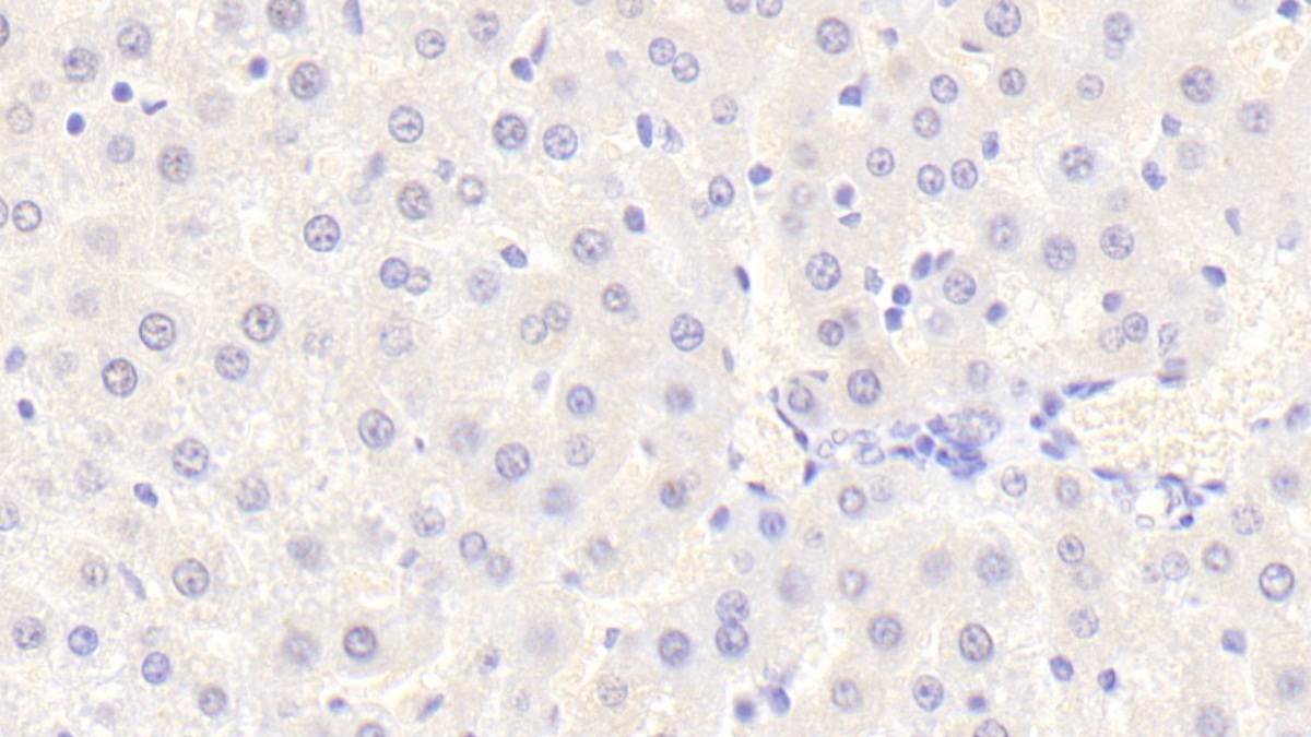 Polyclonal Antibody to Von Willebrand Factor A Domain Containing Protein 1 (vWA1)