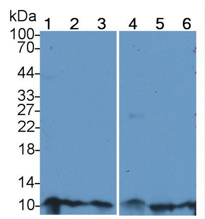 Polyclonal Antibody to Resistin (RETN)