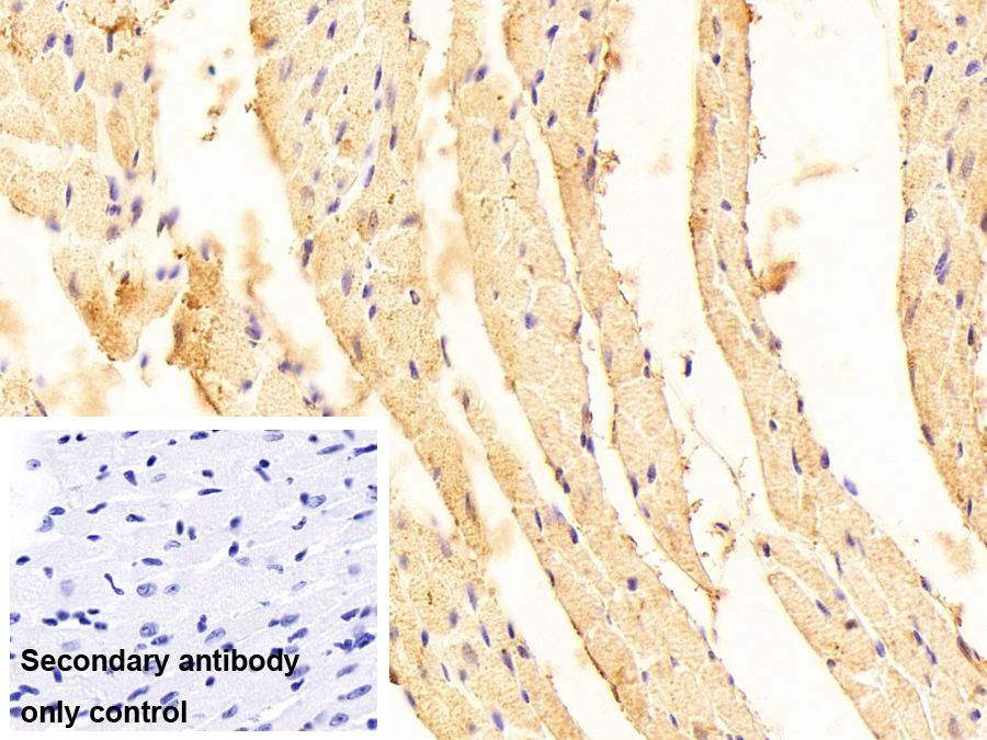 Polyclonal Antibody to Protease Activated Receptor 2 (PAR2)