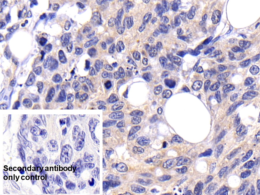 Polyclonal Antibody to Caspase 8 (CASP8)