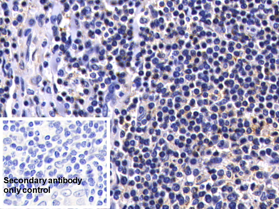 Polyclonal Antibody to Caspase 8 (CASP8)