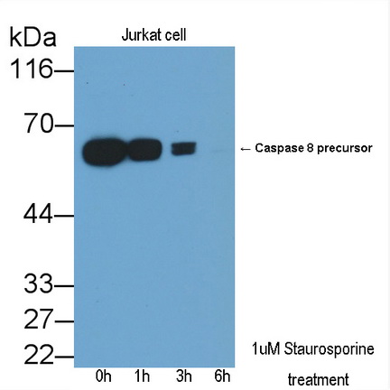 Polyclonal Antibody to Caspase 8 (CASP8)