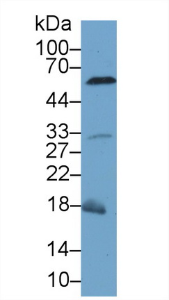 Polyclonal Antibody to Caspase 8 (CASP8)