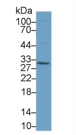 Polyclonal Antibody to Caspase 8 (CASP8)