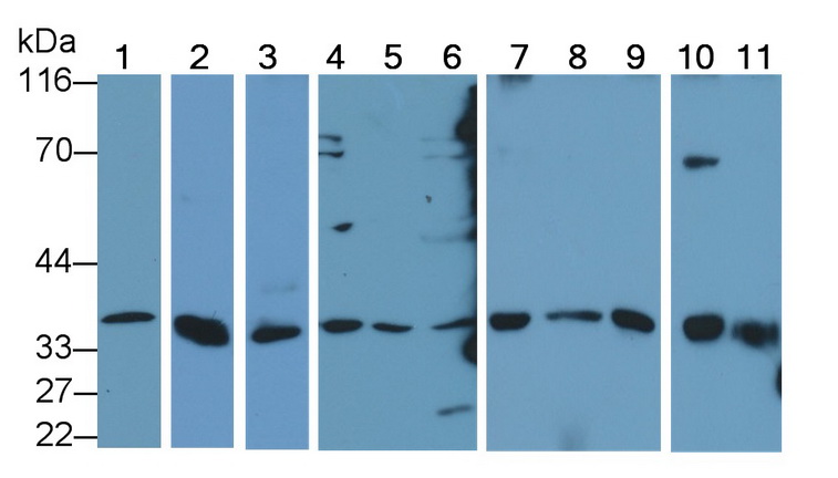 Polyclonal Antibody to Caspase 8 (CASP8)