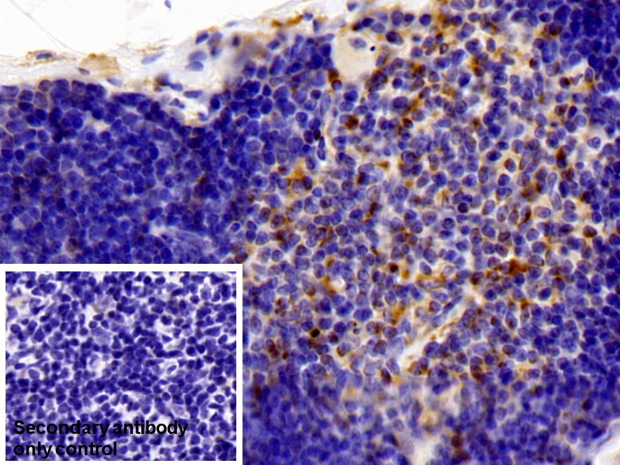 Polyclonal Antibody to Caspase 8 (CASP8)