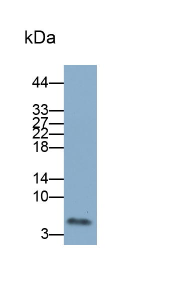 Polyclonal Antibody to Clara Cell Protein 16 (CC16)