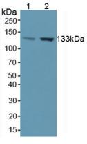 Polyclonal Antibody to Endothelial NOS (eNOS)