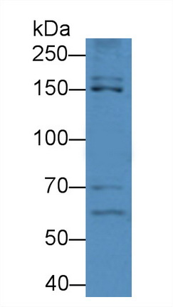 Polyclonal Antibody to Endothelial NOS (eNOS)