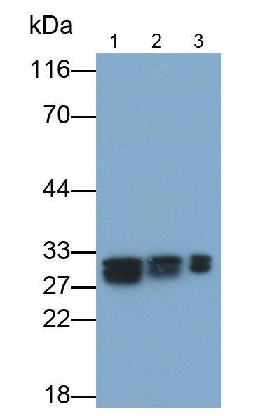 Polyclonal Antibody to Carbonic Anhydrase I (CA1)