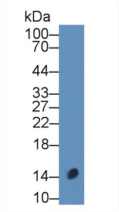Polyclonal Antibody to Calcitonin Gene Related Peptide (CGRP)