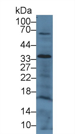 Polyclonal Antibody to Cluster Of Differentiation 200 (CD200)