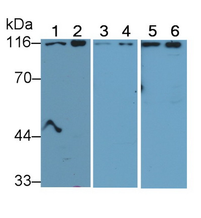 Polyclonal Antibody to Cluster Of Differentiation 26 (CD26)