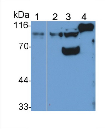 Polyclonal Antibody to Cluster Of Differentiation 26 (CD26)