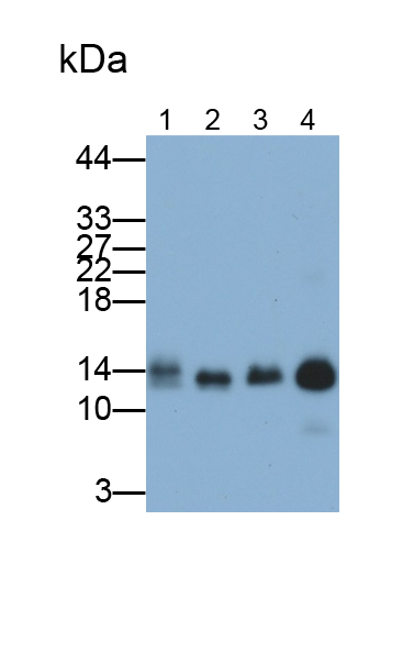 Polyclonal Antibody to Serum Amyloid A (SAA)