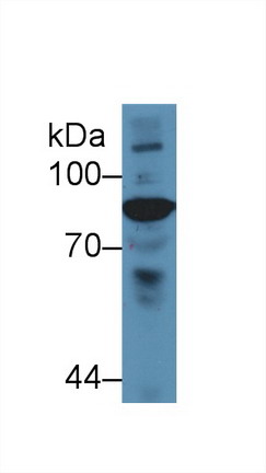 Polyclonal Antibody to Complement Component 4 (C4)