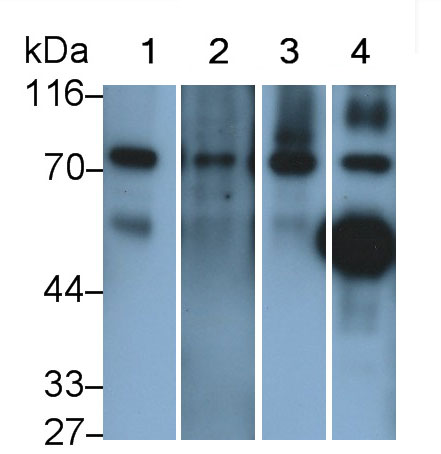 Polyclonal Antibody to Complement Component 4 (C4)