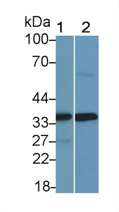 Polyclonal Antibody to Osteopontin (OPN)