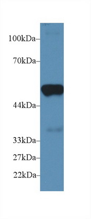 Polyclonal Antibody to Prostaglandin E Synthase 2 (PTGES2)