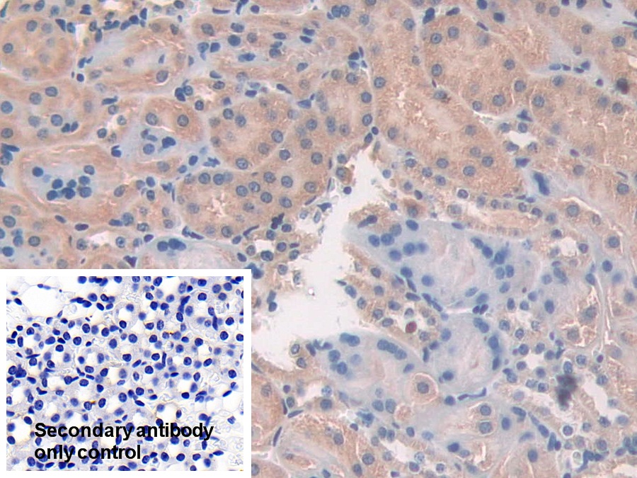 Polyclonal Antibody to Prostaglandin E Synthase 2 (PTGES2)