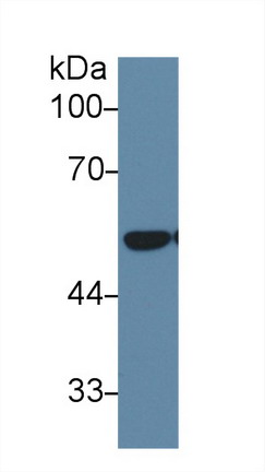 Polyclonal Antibody to Dihydrolipoyl Dehydrogenase (DLD)