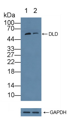 Polyclonal Antibody to Dihydrolipoyl Dehydrogenase (DLD)