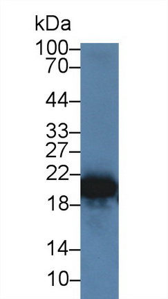 Polyclonal Antibody to Retinol Binding Protein 4 (RBP4)