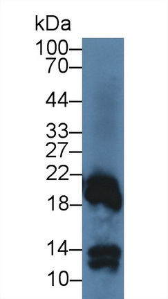 Polyclonal Antibody to Retinol Binding Protein 4 (RBP4)