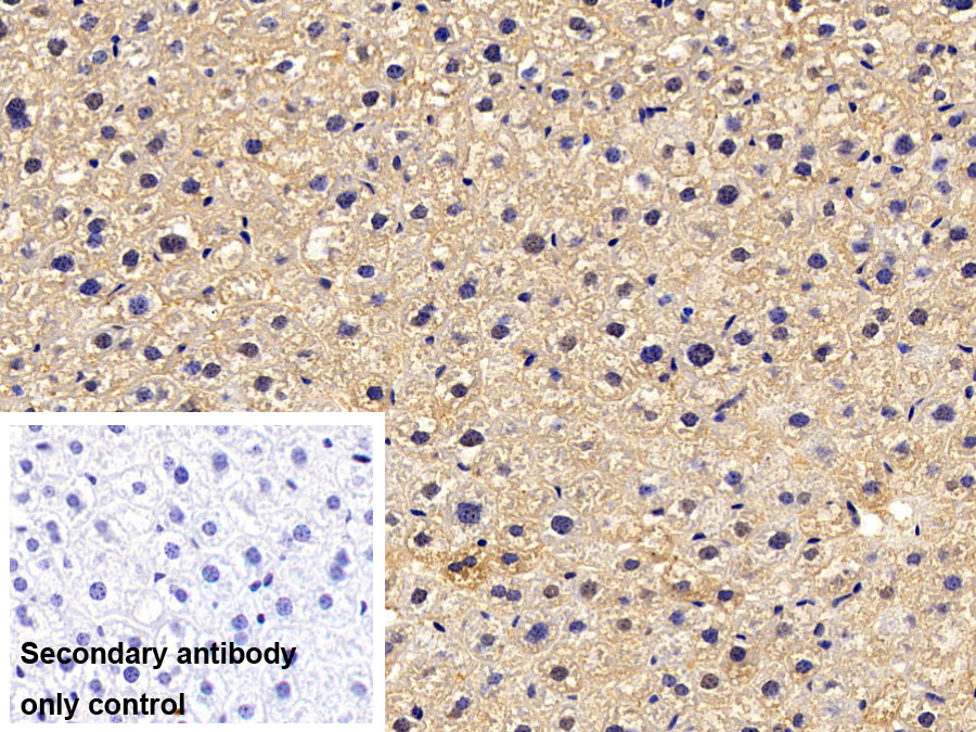 Polyclonal Antibody to Extracellular Signal Regulated Kinase 2 (ERK2)