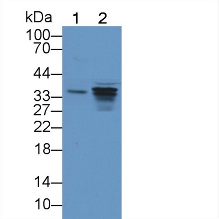 Polyclonal Antibody to Intelectin 1 (ITLN1)