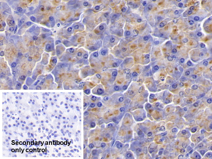 Polyclonal Antibody to Kallikrein 1 (KLK1)