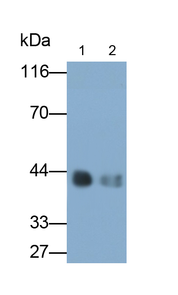 Polyclonal Antibody to Kallikrein 1 (KLK1)