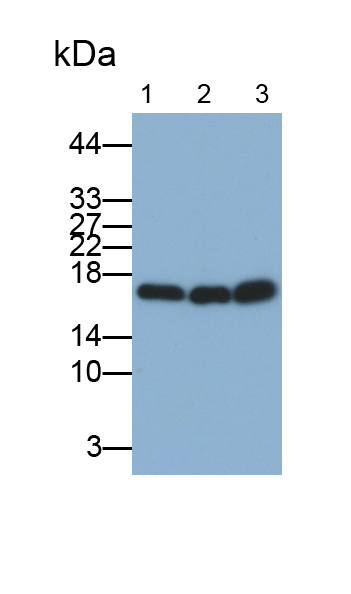 Polyclonal Antibody to Cyclophilin A (CYPA)