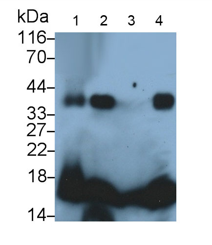 Polyclonal Antibody to Cyclophilin A (CYPA)