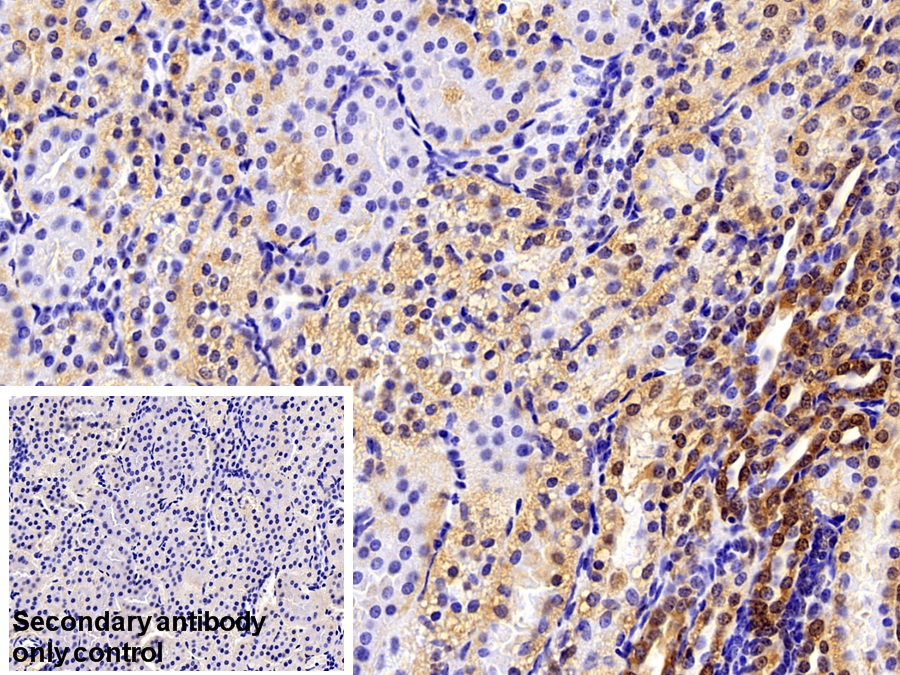 Polyclonal Antibody to Cyclophilin A (CYPA)