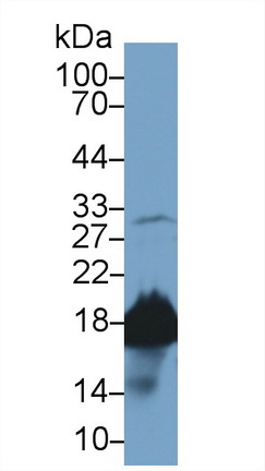 Polyclonal Antibody to Cyclophilin A (CYPA)